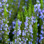 Rosemary Live Plant 8'' Tall - Culinary Herb, Ready to Plant