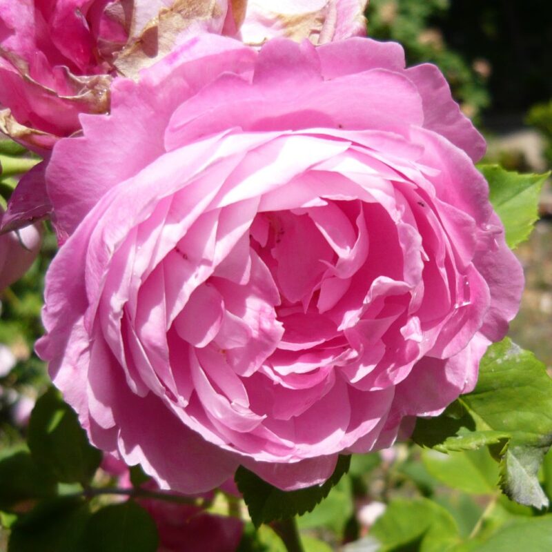 Reine Victoria Rose Plant Live