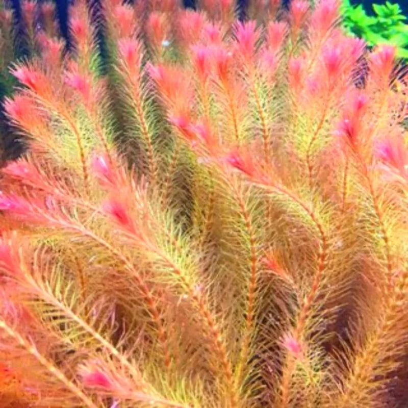 Rotala Wallichii Live Aquarium Plants - Freshwater Bundle - 5-7 Stems