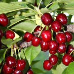 Hardy Cherry Tree Live Plant, 3-4 Feet Tall in 3 Gallon Pot, Classic Cherry Plant for Reliable Outdoor Yields