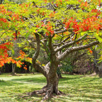 Royal Poinciana Tree - Red Flamboyant Tree Live Plant - 1 Year Old Seedling - Tropical Flowering Tree