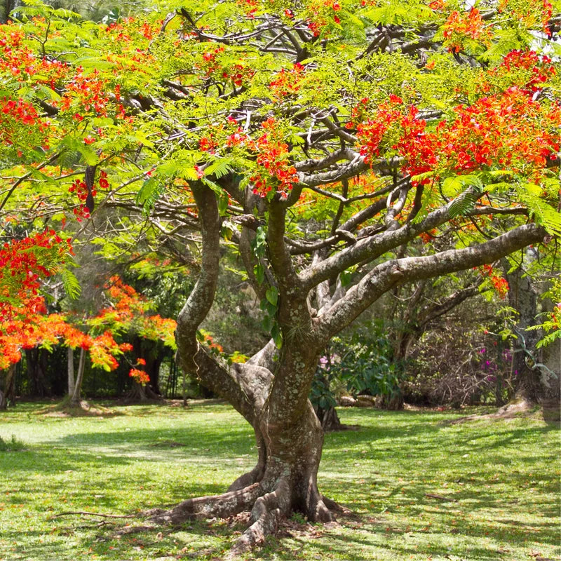 Royal Poinciana Tree - Red Flamboyant Tree Live Plant - 1 Year Old Seedling - Tropical Flowering Tree