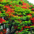 Royal Poinciana Tree Live Plant - 7-10 Inches Tall - Red Flamboyant Tree for Outdoor Planting