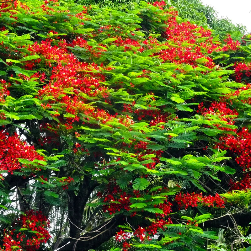 Royal Poinciana Tree Live Plant - 7-10 Inches Tall - Red Flamboyant Tree for Outdoor Planting