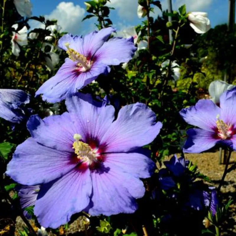 Rose of Sharon Live Plants – Hardy Althea Hibiscus Shrubs Perfect for Gorgeous Outdoor Gardens