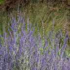 Russian Sage Plants - Blue Perovskia Sage - 4 Inch Pot - Hardy Perennial