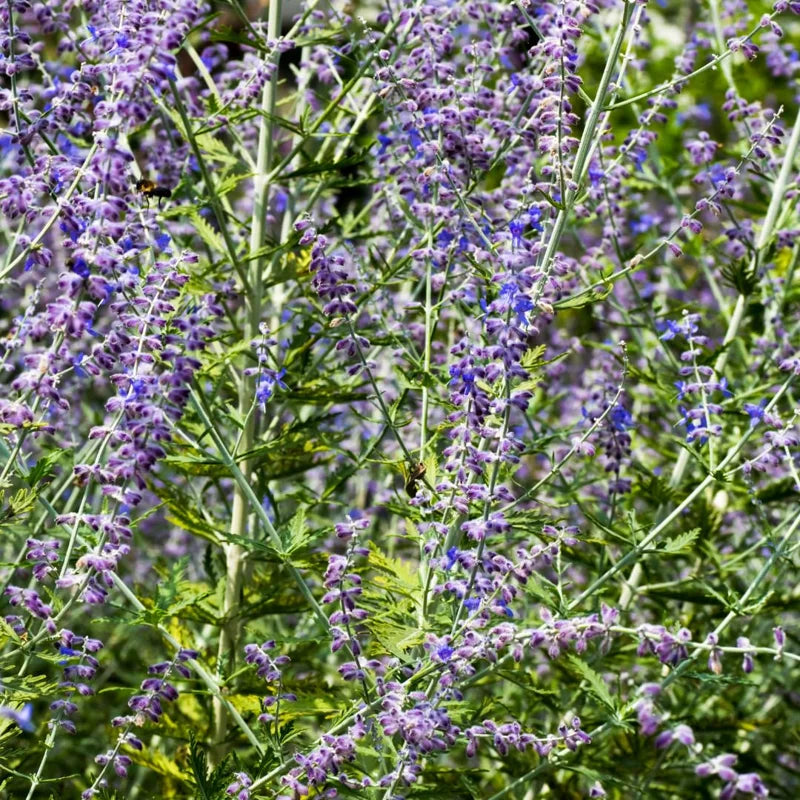 Russian Sage Plants - Blue Perovskia Sage - 4 Inch Pot - Hardy Perennial