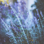 Russian Sage Plants - 1 Live Perovskia Sage Plant - 4 Inch Pot - Perennial