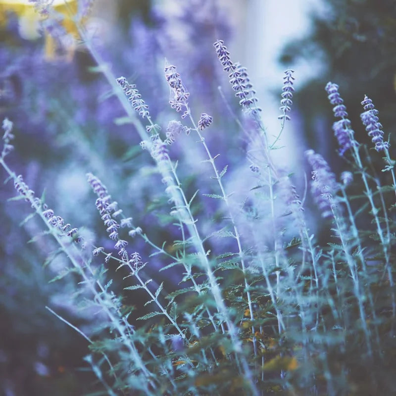 Russian Sage Plants - 1 Live Perovskia Sage Plant - 4 Inch Pot - Perennial