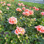 Salmon Geranium Plants Live, 2 Plants, Geranium Flower Plants, Size Plant 4 Inches