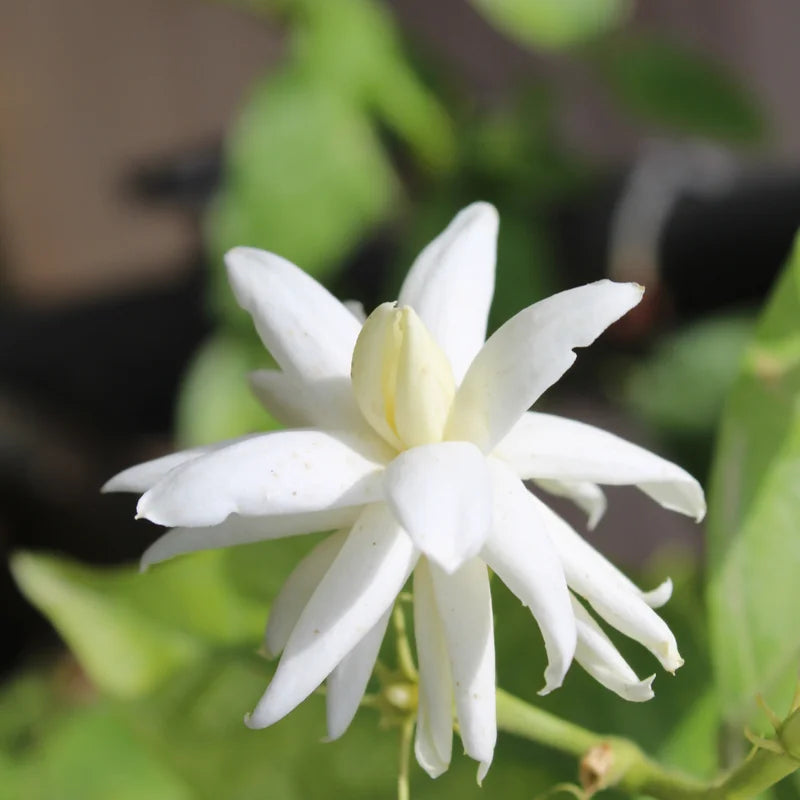 2 Double Jasmine Plants Live - Sambac Jasmine Vine 5-9 Inches Tall
