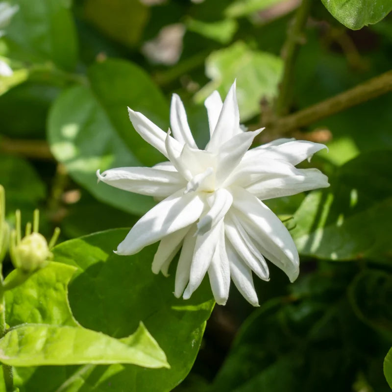 Sambac Jasmine Live Plant - 3 Pack - Indoor Flowering Plants - Fragrant White Flowers