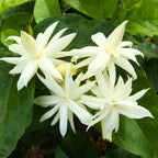 Sambac Jasmine Live Plant - 3 Pack - Indoor Flowering Plants - Fragrant White Flowers