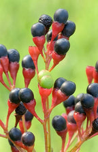 Sassafras Trees Live Plants, 2 Bare Roots 1-2 Year Old, Sassafras Albidum Tree Seedlings Sapling for Planting, Well Rooted Tree Dormant