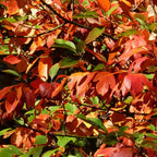 Sassafras Trees Live Plants, 2 Bare Roots 1-2 Year Old, Sassafras Albidum Tree Seedlings Sapling for Planting, Well Rooted Tree Dormant