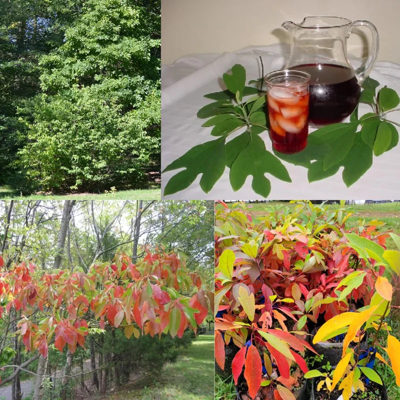 Sassafras Trees Live Plants, 2 Bare Roots 1-2 Year Old, Sassafras Albidum Tree Seedlings Sapling for Planting, Well Rooted Tree Dormant