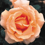 Just Joey Rose Plant Live
