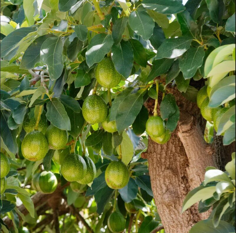 Large Avocados Hass Tree Plant, 3 Ft Tall, Potted, Grafted Hass Avocado Plant Live Tree In Pot, No CA
