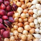 Mixed 3 colors Onion Bulbs, 50 bulbs  Bulbing Onion Seeds, Onion Bulbs For Planting, Onion Sets, Bulk Onion Sets