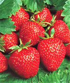 Strawberry Plants Bareroot - 100 Bareroots - Seascape Everbearing Strawberry