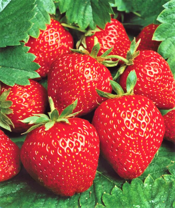 Strawberry Plants Bareroot - 100 Bareroots - Seascape Everbearing Strawberry