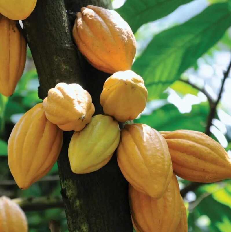 2 Big Theobroma Cocoa Cacao Fruits Tree Beans – Raw Fresh Fruit