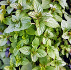 Chocolate Mint Plants Live - 5 to 7 Inch Tall - Fresh Heirloom Mint Plant - Culinary Herb - Indoors Outdoors - Spring/Fall Planting