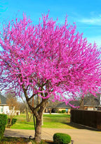 Set 2 Eastern Red Bud Trees Live in Quart Pot, Redbud Trees for Planting, Eastern Redbud Tree Live Plant, Live Redbud Trees, Redbud Tree Live Plant, Redbud Tree Live