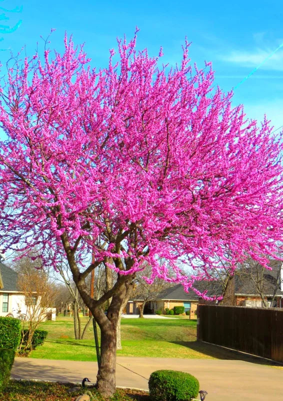 Set 2 Eastern Red Bud Trees Live in Quart Pot, Redbud Trees for Planting, Eastern Redbud Tree Live Plant, Live Redbud Trees, Redbud Tree Live Plant, Redbud Tree Live