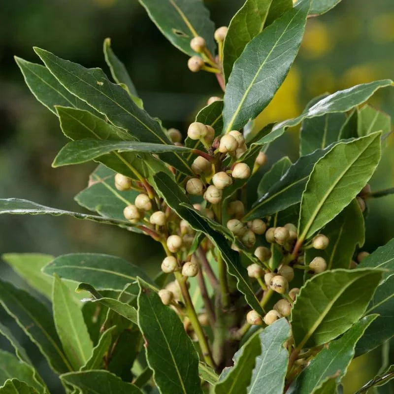 Set 2 Laurus Nobilis Bay Leaf Trees Live Plants, 5 to 7 Inc Tall Bay Laurel Sweet Bay Live Plant for Planting, Fragrant Bayleaf Tree, No Pot, Well-Rooted Plant Live