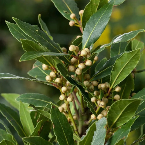Set 2 Laurus Nobilis Bay Leaf Trees Live Plants, 5 to 7 Inc Tall Bay Laurel Sweet Bay Live Plant for Planting, Fragrant Bayleaf Tree, No Pot, Well-Rooted Plant Live