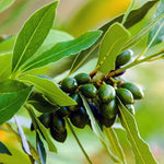 Set 2 Laurus Nobilis Bay Leaf Trees Live Plants, 5 to 7 Inc Tall Bay Laurel Sweet Bay Live Plant for Planting, Fragrant Bayleaf Tree, No Pot, Well-Rooted Plant Live