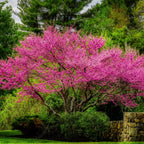 Set 2 Live Redbud Trees, Eastern Red Bud Tree Live Plant in Quart Pot, Redbud Trees for Planting, Live Redbud Trees, Redbud Tree Live Plant, Redbud Tree Live
