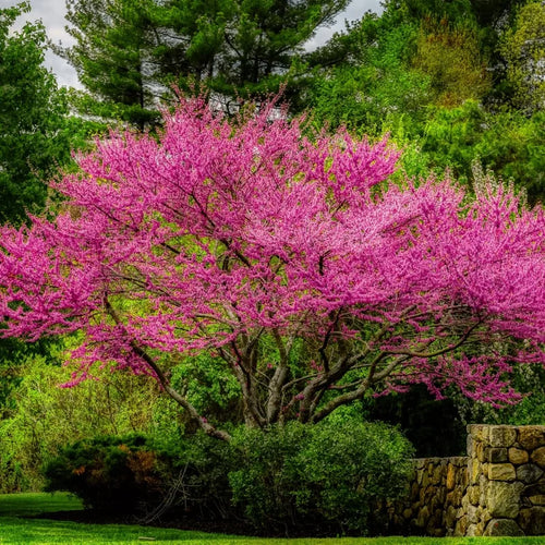 Set 2 Live Redbud Trees, Eastern Red Bud Tree Live Plant in Quart Pot, Redbud Trees for Planting, Live Redbud Trees, Redbud Tree Live Plant, Redbud Tree Live