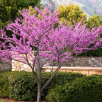 Set 2 Live Redbud Trees, Eastern Red Bud Tree Live Plant in Quart Pot, Redbud Trees for Planting, Live Redbud Trees, Redbud Tree Live Plant, Redbud Tree Live