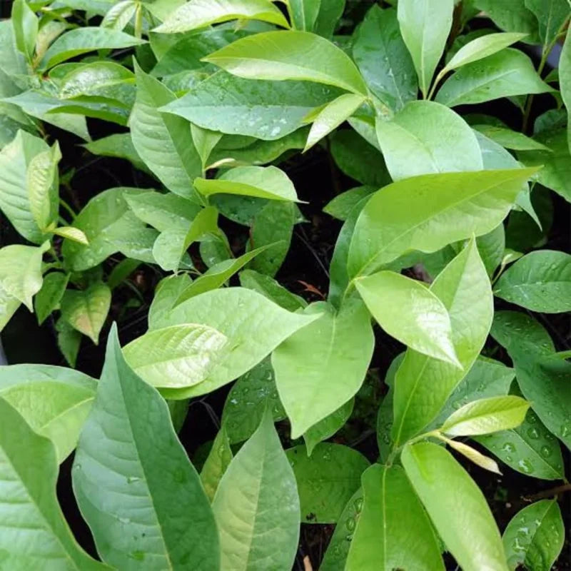 Set 2 Pawpaw Trees 1 Year Old Bare Root, No Pot, Established Root, Paw Paw Live Plant, Asimina Triloba, Paw Paw Tree Seedlings