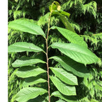 Set 2 Pawpaw Trees 1 Year Old Bare Root, No Pot, Established Root, Paw Paw Live Plant, Asimina Triloba, Paw Paw Tree Seedlings