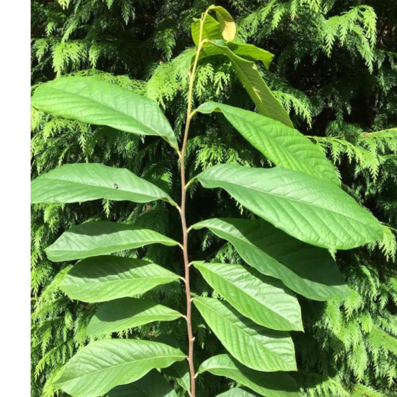Set 2 Pawpaw Trees 1 Year Old Bare Root, No Pot, Established Root, Paw Paw Live Plant, Asimina Triloba, Paw Paw Tree Seedlings