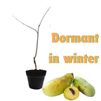 Set 2 Pawpaw Trees 1 Year Old Bare Root, No Pot, Established Root, Paw Paw Live Plant, Asimina Triloba, Paw Paw Tree Seedlings