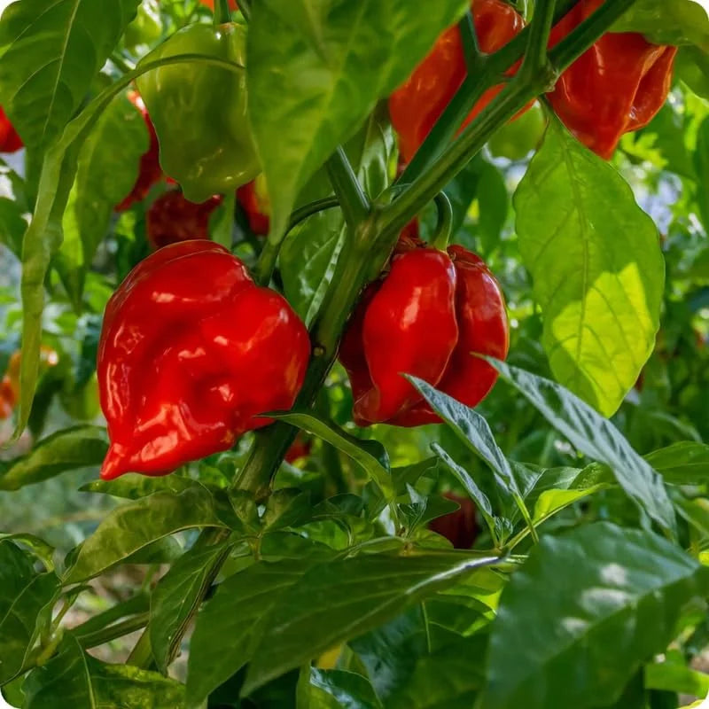 Pack 4 Red Habanero Pepper Plants Live, 75 Days Old Pepper for Planting, Hot Habanero Pepper Live Plants for Growing