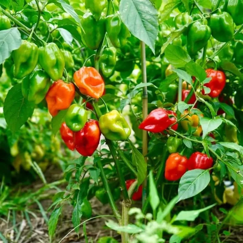 Pack 6 Red Habanero Pepper Plants Live, Hot Habanero Pepper Live Plants for Planting, 80 Days Old Pepper for Growing