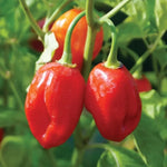 Pack 6 Red Habanero Pepper Plants Live, Hot Habanero Pepper Live Plants for Planting, 80 Days Old Pepper for Growing