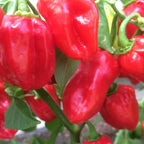 Set 6 Red Habanero Pepper Plants Live in 6 Inc Pot, Hot Habanero Pepper Live Plants for Planting, 70 Days Old Pepper for Gardening