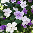 Set 2 Yesterday, Today, Tomorrow Plants, Brunfelsia Live Plants in Pot with Color-Changing Flowerss, Indoor Outdoor Garden Shrub, Purple to White Blooming
