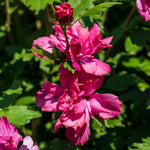 Set 20 Althea Rose of Sharon Cuttings, Hibiscus Syriacus Bush for Flowering and Garden Planting