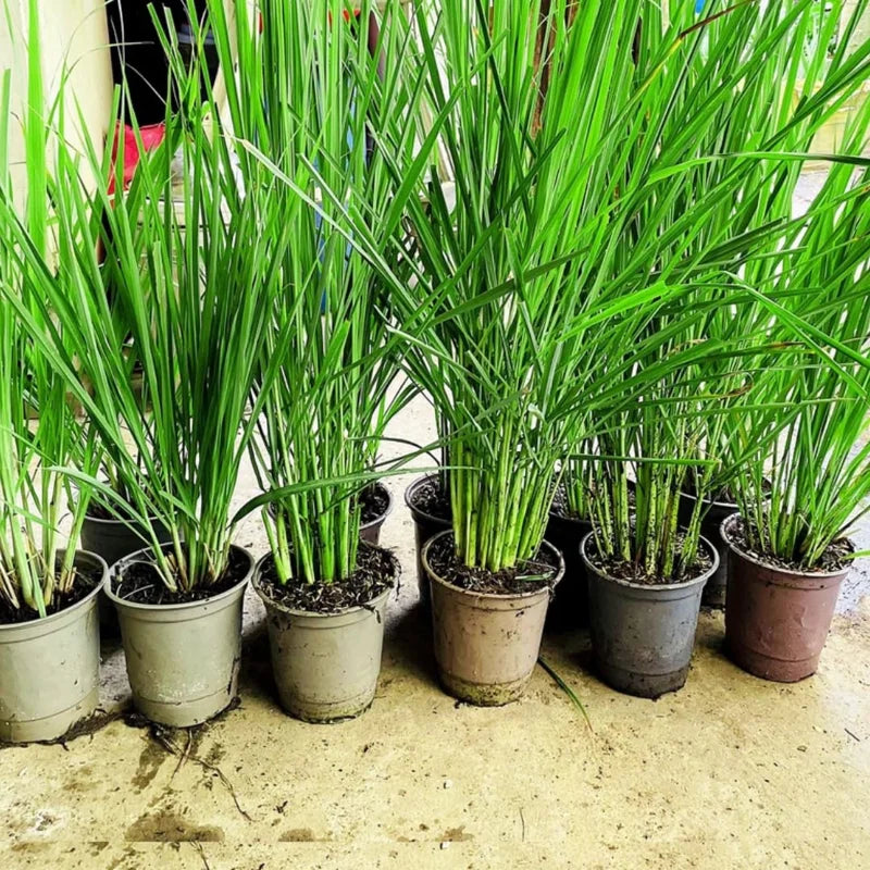 Set 35 Big Lemongrass Plants Live Fully Rooted for Planting, No Pot, Lemon Grass Live Plants, Fresh Rooted Lemongrass Stalks