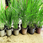 Set 35 Big Lemongrass Plants Live Fully Rooted for Planting, No Pot, Lemon Grass Live Plants, Fresh Rooted Lemongrass Stalks