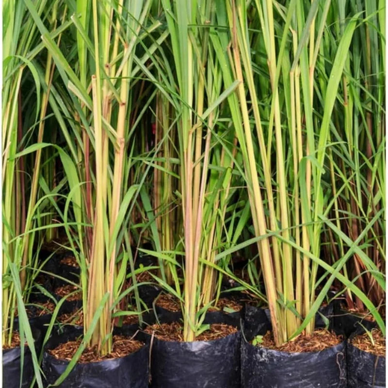 Set 30 Lemongrass Plants Live Fully Rooted for Planting, Fresh Large Lemon Grass Live Plants, Well-Rooted Lemongrass Stalks