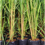 Set 30 Lemongrass Plants Live Fully Rooted for Planting, Fresh Large Lemon Grass Live Plants, Well-Rooted Lemongrass Stalks