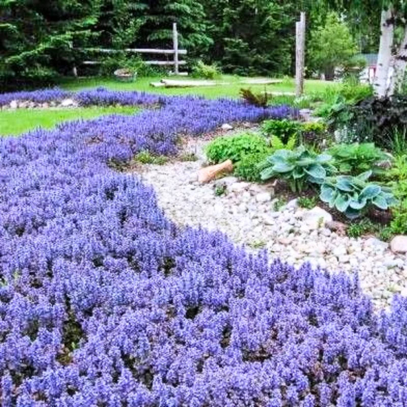 Set 3 Chocolate Ajuga Live Plants in 3.5-Inch Pot – Hardy Ground Cover for Stunning Garden Landscapes Indoor Outdoor